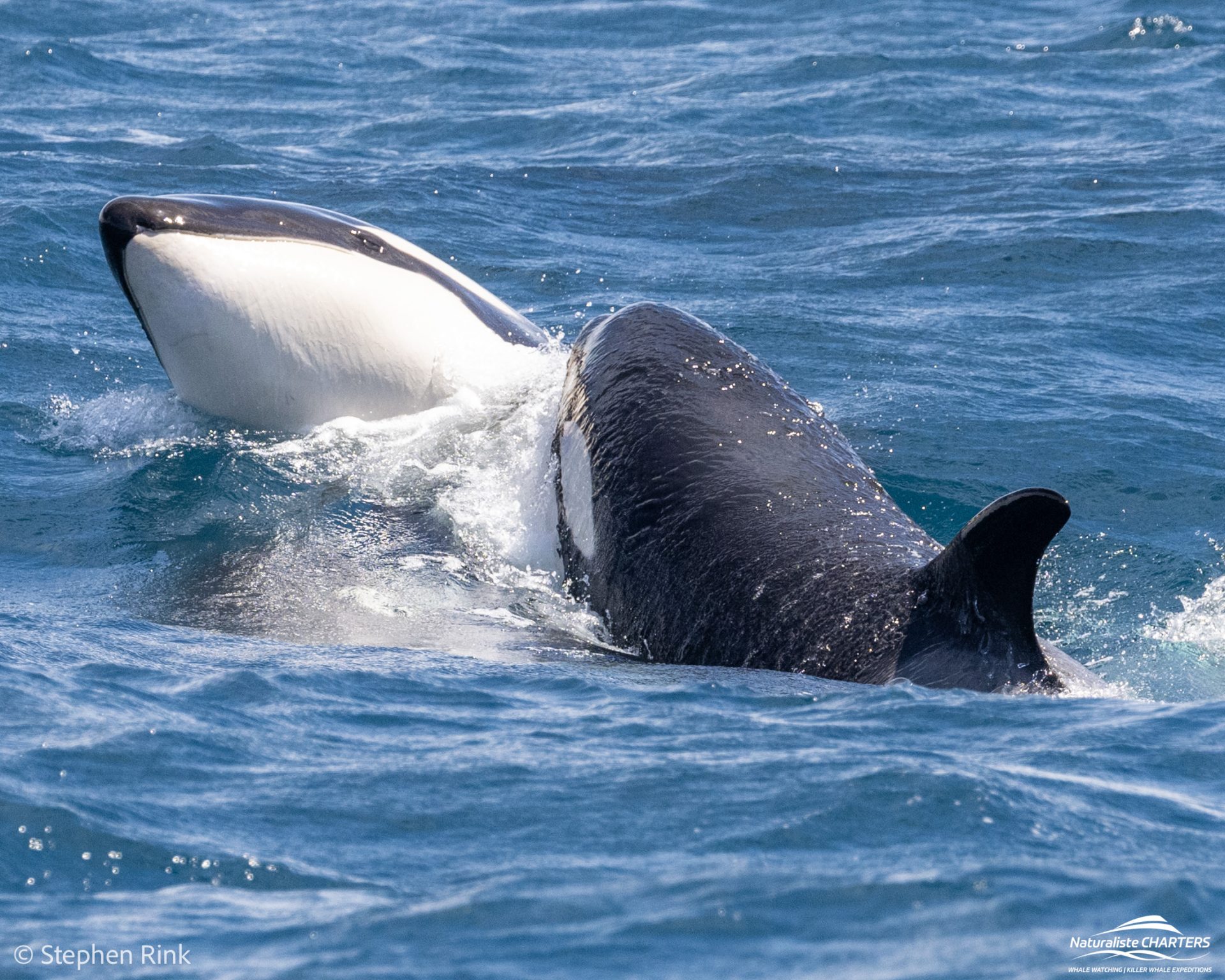 Orca behavior