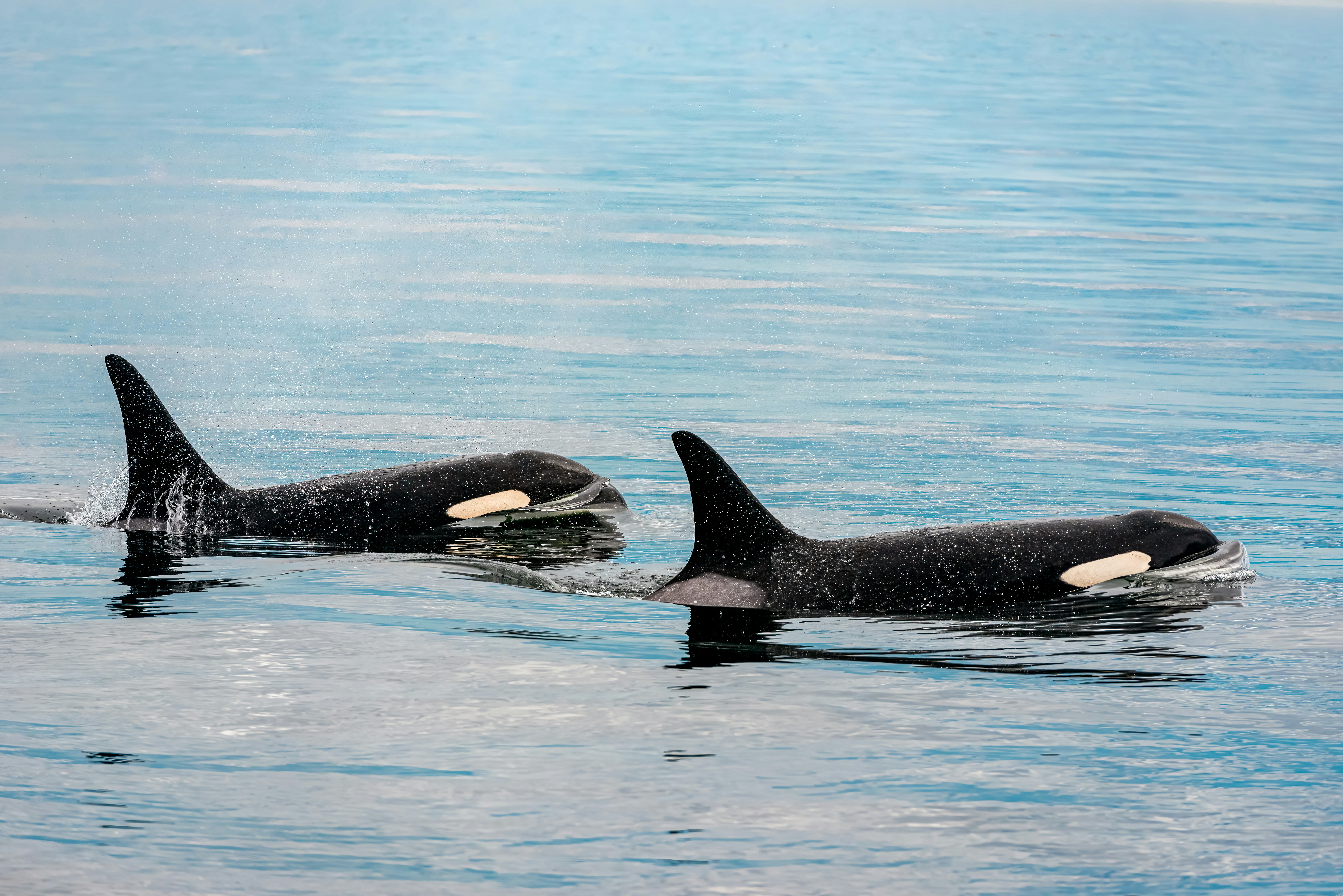 Two Orcas